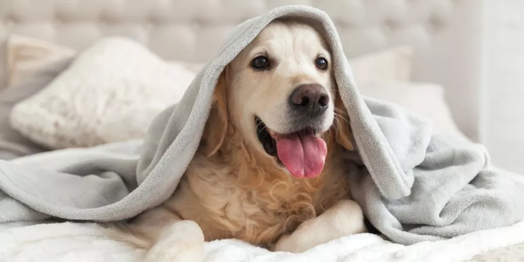 How Do You Protect Your Pet From Harsh Weather Conditions Outdoors? How Do You Protect Your Pet From Harsh Weather Conditions Outdoors?
