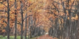 What Are the Best Gardening Techniques for Rainy Seasons?